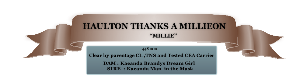 DAM : Kaeanda Brandys Dream Girl
   SIRE  : Kaeanda Man  in the Mask

