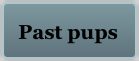Past pups
