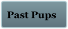 Past Pups
