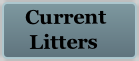  Current
  Litters

