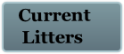  Current
  Litters
