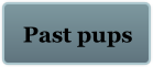 Past pups
