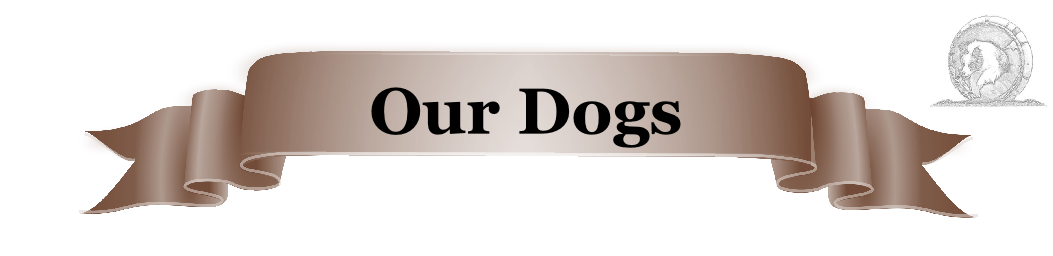 Our Dogs
